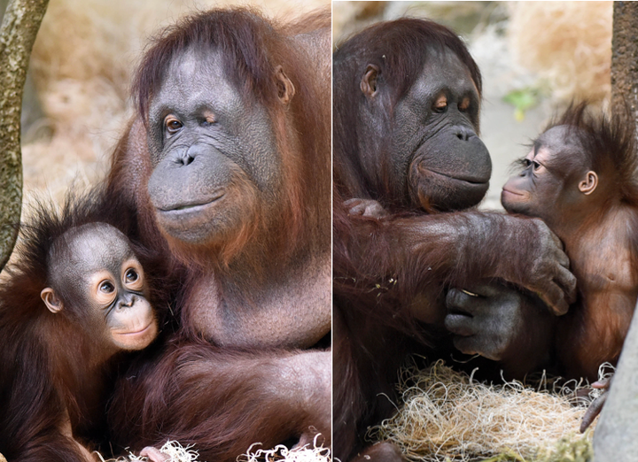 What's at Stake in Borneo, Mama and baby orangutan at Camp …