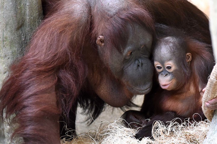 Maggie was nearly 55 years old when she died on Friday, the zoo said. She's seen here caring for a surrogate baby last year.