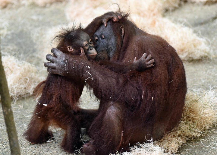 Maggie is being remembered as “curious, intelligent, and playful,” by the Brookfield Zoo.