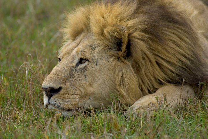 <strong>Two lions were killed after a man jumped into their pen at a zoo in Chile. (File image)</strong>