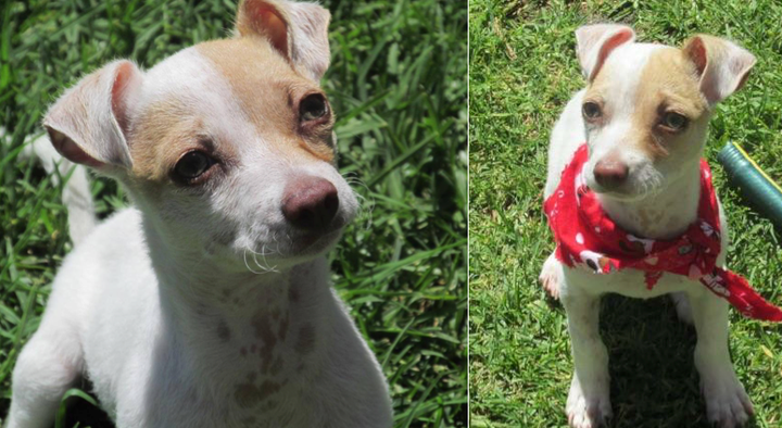 Bubba is a whole new pup after being removed from the California motel room.