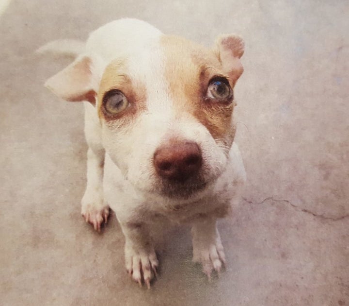 Bubba, a mixed terrier, was found with meth and heroin in his system.