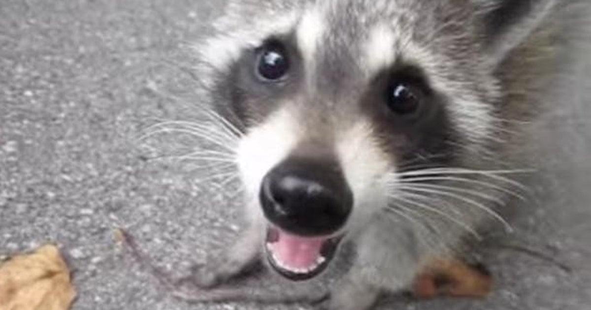 Raccoon Refused To Leave The People Who Saved His Life | HuffPost Impact