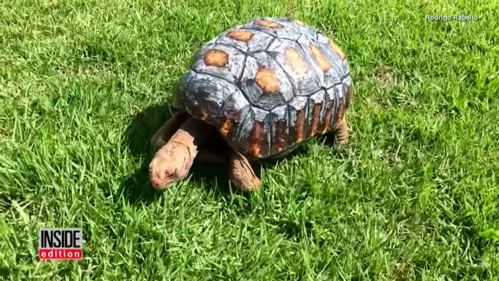 Fred with her new shell.