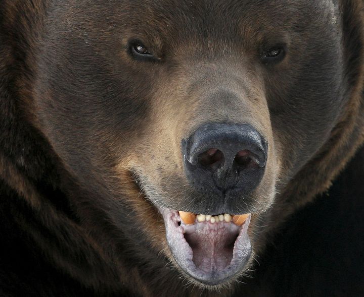 This brown bear lives in a Russian zoo, but you probably shouldn't bother him either.