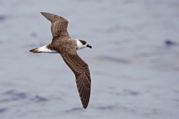 The Black-capped Petrel, pictured above, ranks among the most threatened bird species in North America, a new report from the North American Bird Conservation Initiative found.