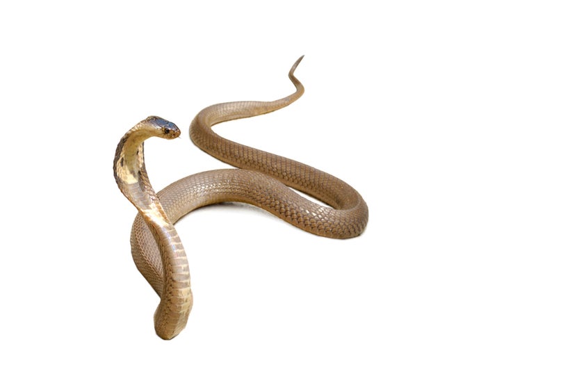 <a href="http://depositphotos.com/3416184/stock-photo-snake-cobra.html" target="_blank">Image source</a>