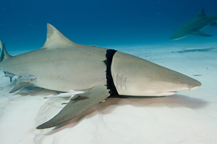 Lemon shark is pictured with plastic bag caught around its gills in the Bahamas.