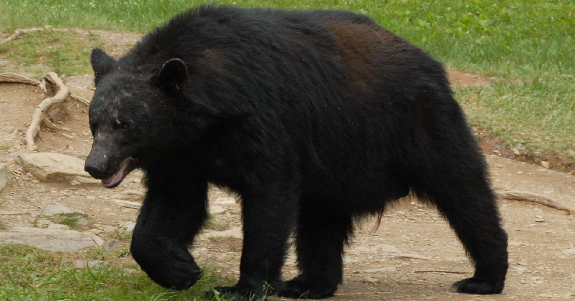 Wrong Bear Killed After Attack On Hiker At Great Smoky Mountains