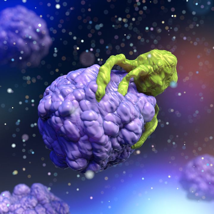 Killer T-lymphocyte (green) beginning to attack a cancer cell (mauve). Killer T-lymphocytes are part of the body's immune response system.