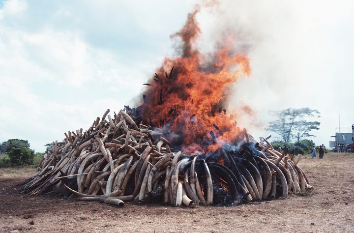 Poached ivory being burned in Narobi.
