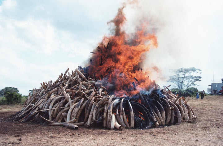 <strong>Poached ivory being burned in Narobi.</strong>