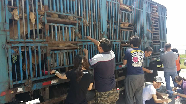 Activists try to feed the animals through the bars as they negotiate for the release of the animals 