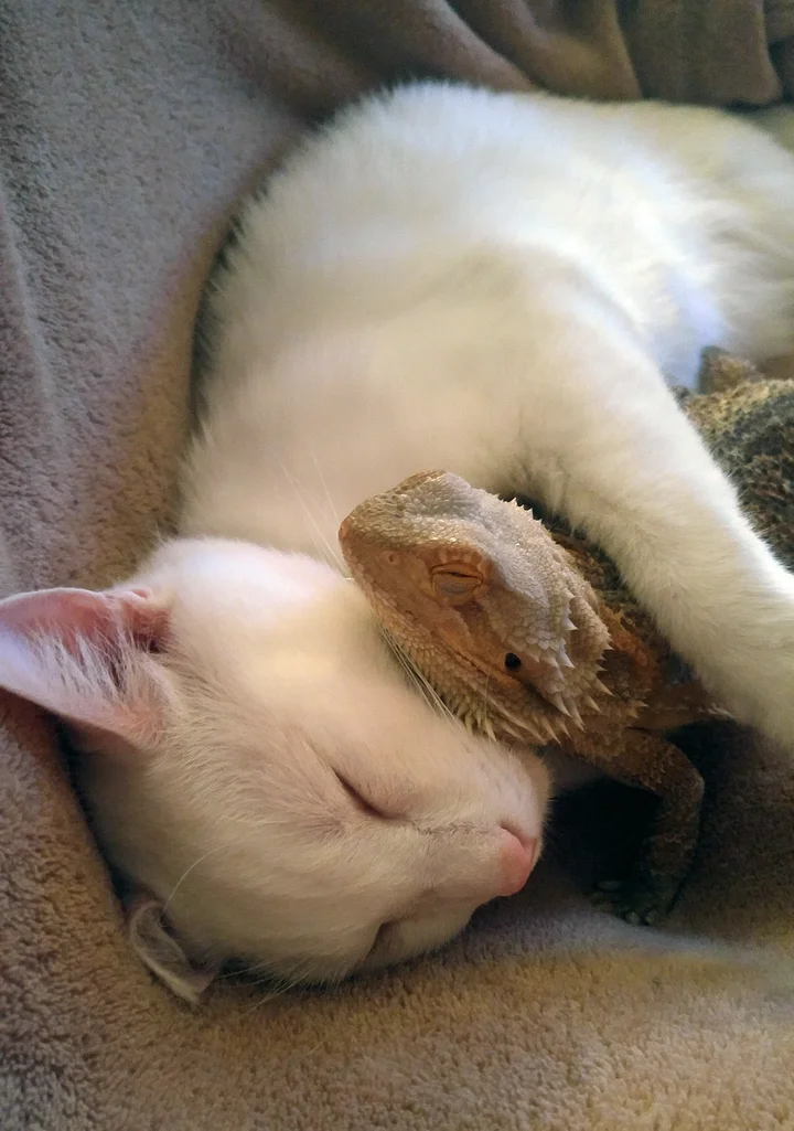 Cuddly bearded deals dragon