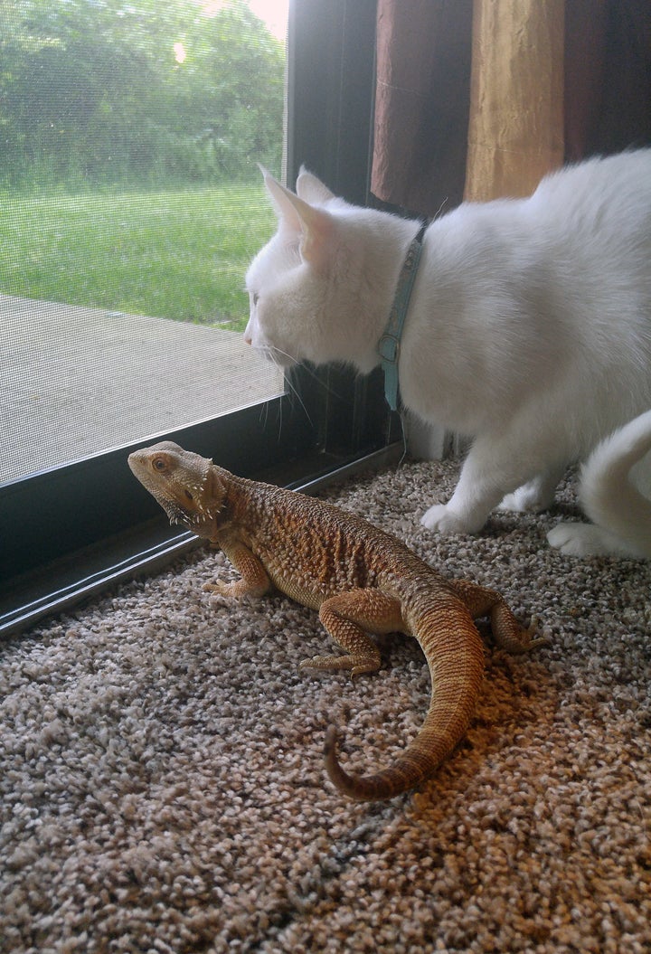 Cuddly sales bearded dragon