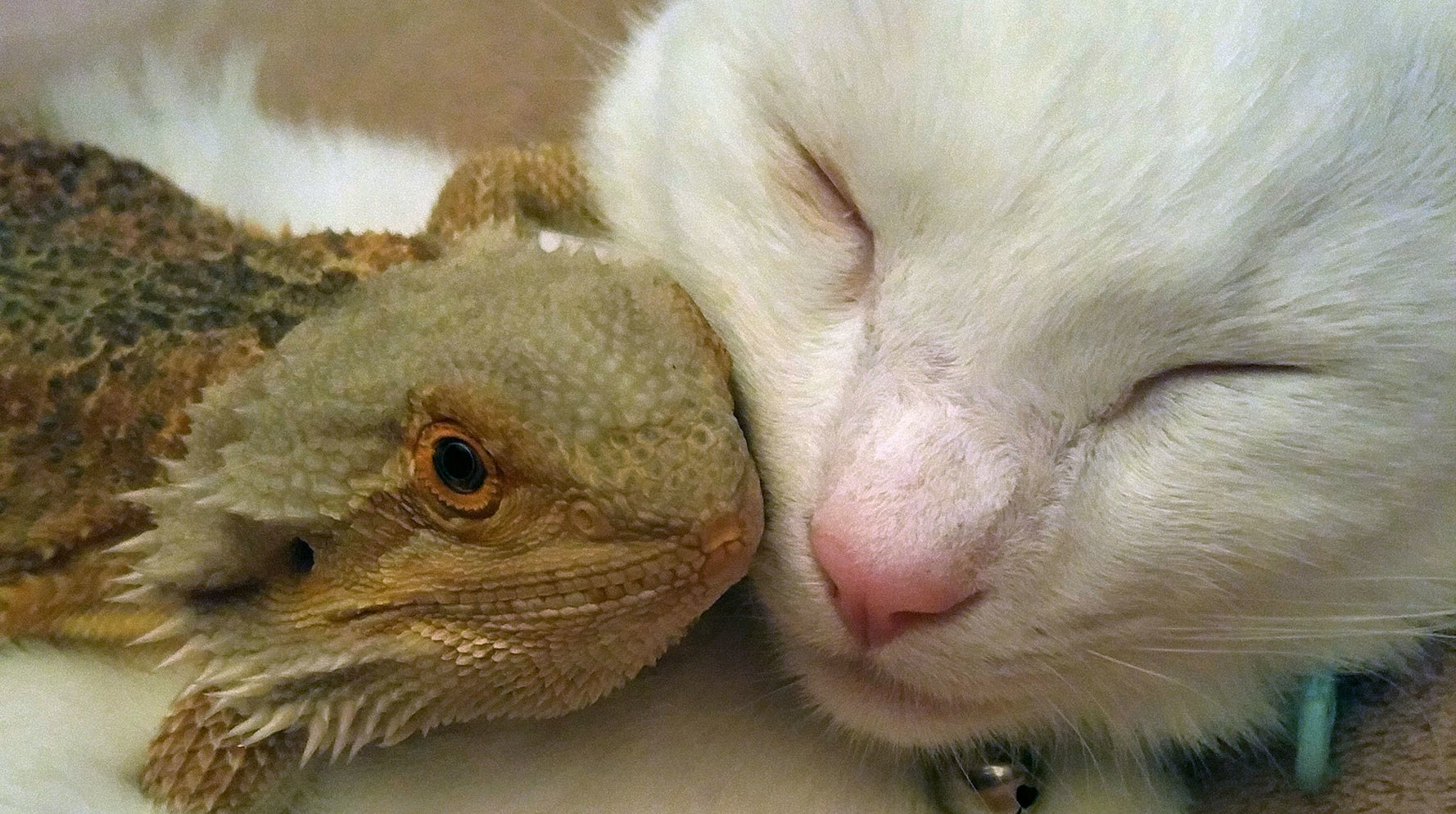 Bearded 2025 dragon shoes