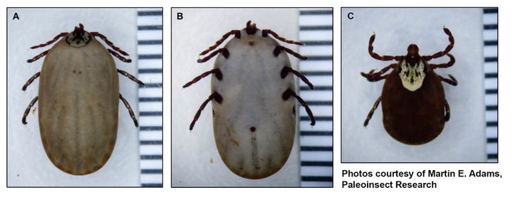 The top and bottom view of the bloated tick found on Ollie alongside an image of a regular-sized tick.