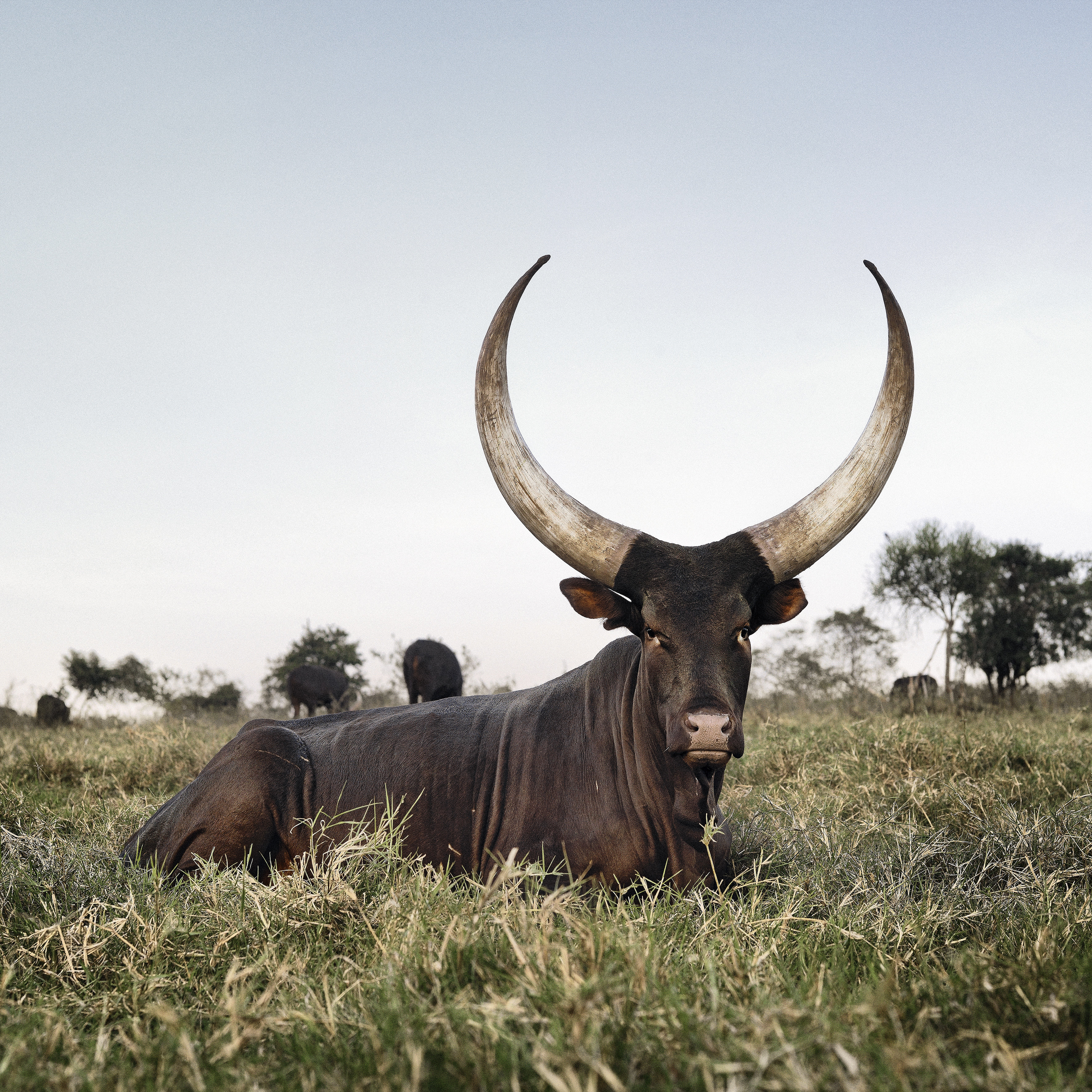 The Incredible Beauty Of Cattle Deemed Sacred Around The World HuffPost Entertainment pic