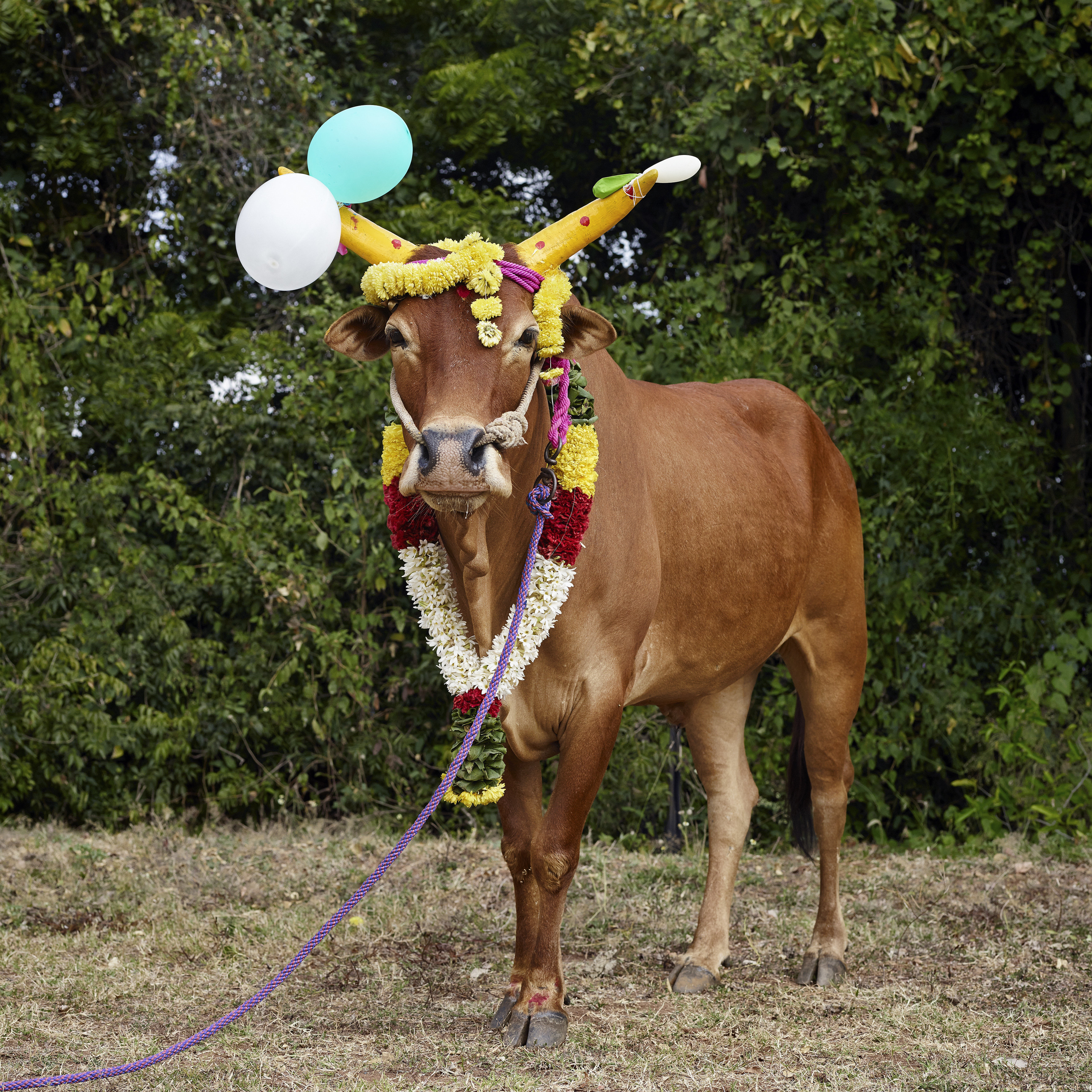 The Incredible Beauty Of Cattle Deemed Sacred Around The World HuffPost Entertainment