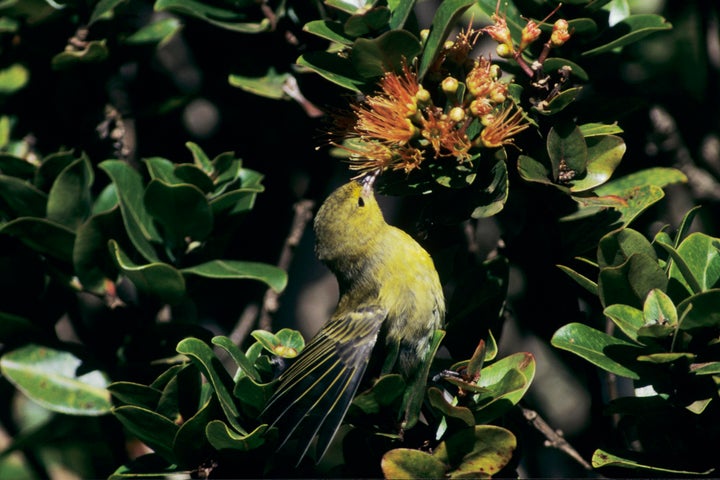 A female Anianiau feeds on the blossom of an 'Ohi'a lehua tree in Kauai's Alakai Swamp. 