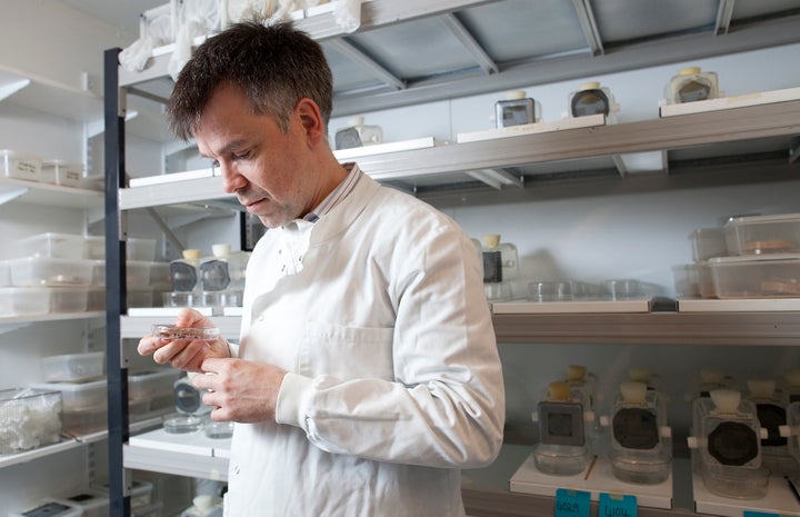 Luke Alphey, co-founder and chief scientist of Oxitec Ltd., examines a petri dish containing insects at the company's headquarters in Abingdon, U.K, in 2012.