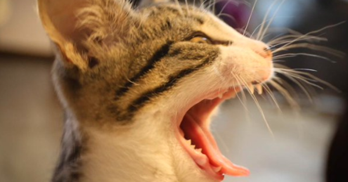 Julian Assange Uses Embassy Cat To Hit Out At Sweden For Upholding