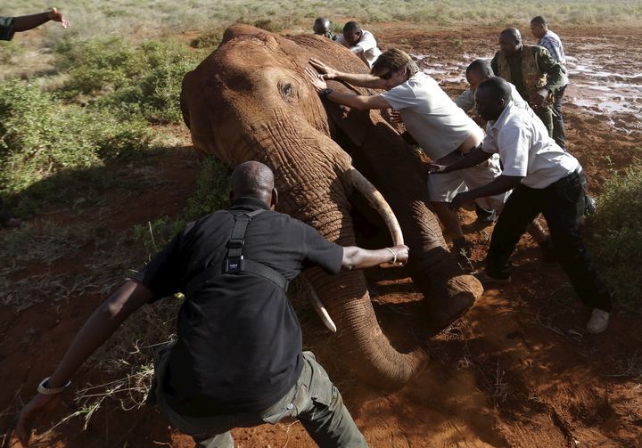 Kenya Wildlife Service and Save The Elephants staff attempt to collar an elephant in Tsavo National Park, near the Standard Gauge Railway, to fit it with a satellite radio tracking collar.