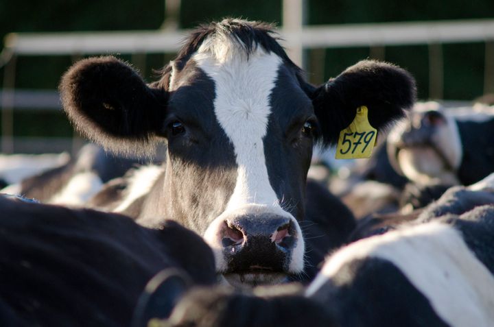 Feeding cattle antibiotics could be contributing to climate change, a new study suggests.