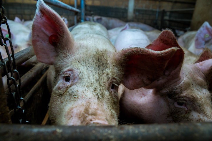 Pigs on an industrial farm in Germany.