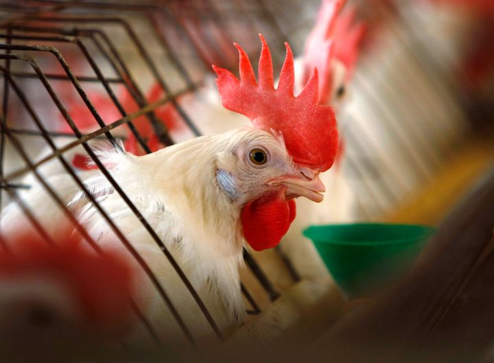 A hen on a California egg farm.