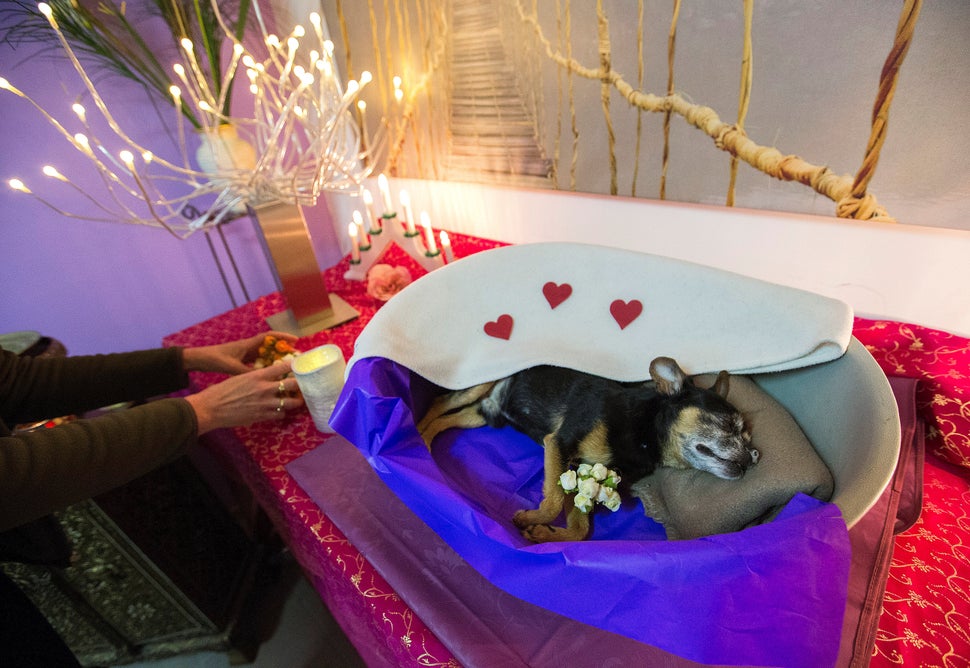 Belgians Pay Special Tribute To Dead Pets At Animal Funeral Home HuffPost