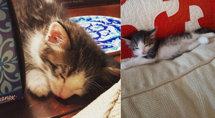 The adorable kitten's adopted family says she has shown no signs yet of wanting to return to the streets. We don't wonder why.