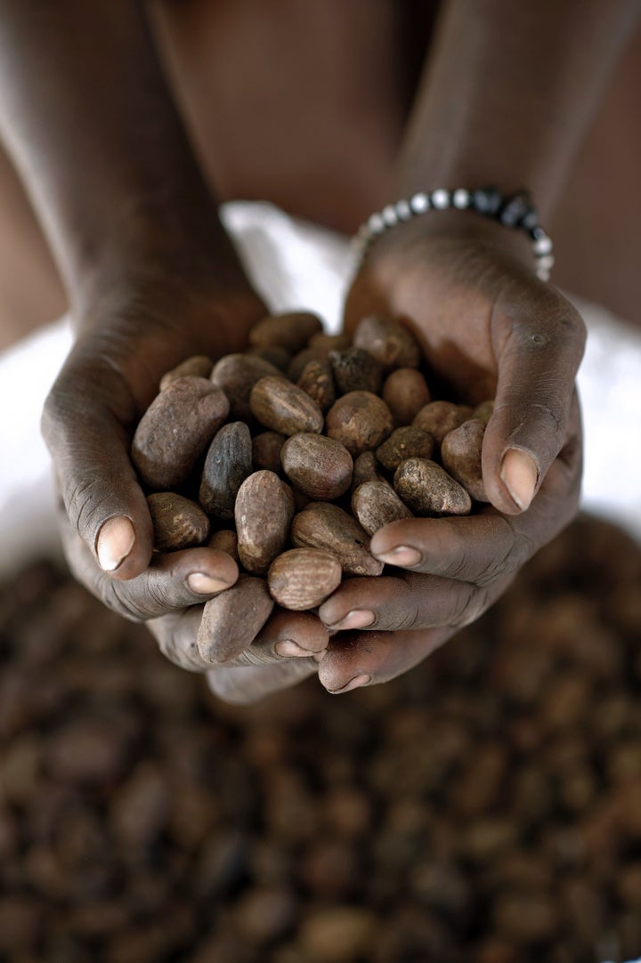 A woman holds shea nuts on a shea butter production line.