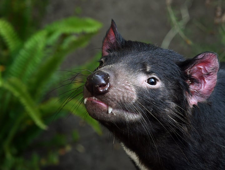 A Tasmanian devil up close, seen at the San Diego Zoo. 