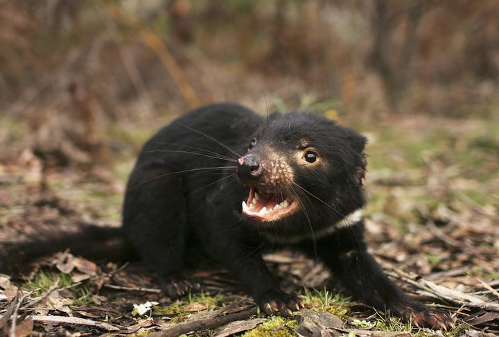 Why the Tasmanian Devil Is Endangered