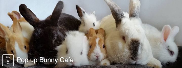 A petition has been launched to stop a 'bunny cafe' from opening in London