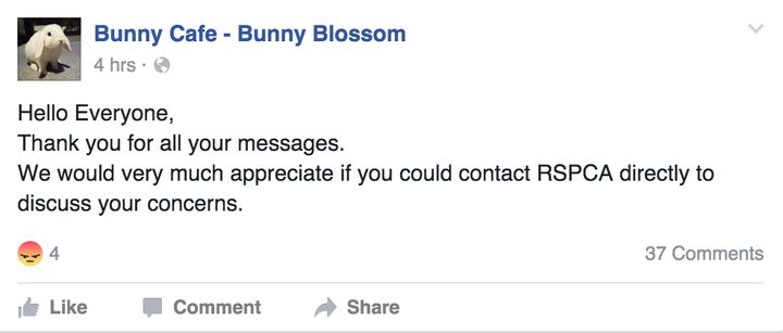 <strong>Bunny Blossom was inundated with negative comments about people being able to handle the rabbits</strong>