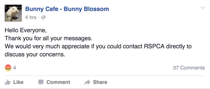 Bunny Blossom was inundated with negative comments about people being able to handle the rabbits