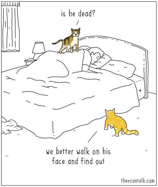 they can talk comics, Jimmy Craig Is Back With His 'They Can Animal Comics, And Here Are 30 Newest | Bored Panda they can talk comics, Jimmy Craig Is Back With His 'They Can Animal Comics, And Here Are 30 Newest | Bored Panda