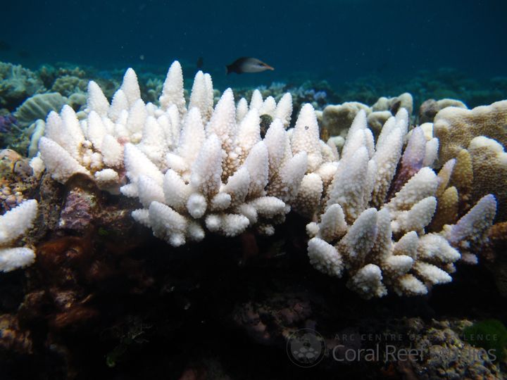 Australia’s National Coral Bleaching Task Force reported in April that 93 percent of the site's coral showed signs of bleaching.