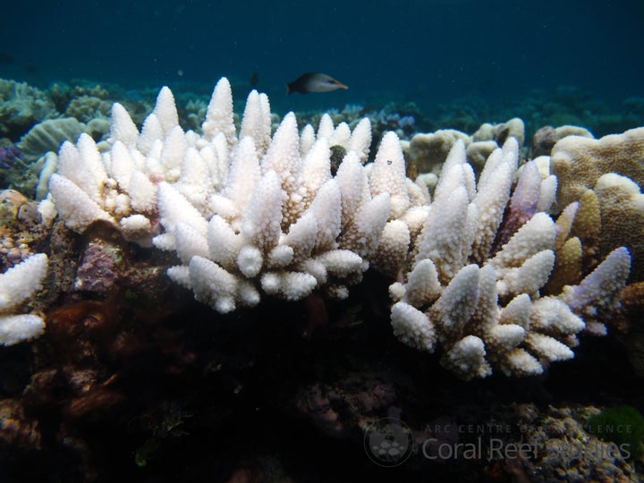 Australia’s National Coral Bleaching Task Force reported in April that 93 percent of the site's coral showed