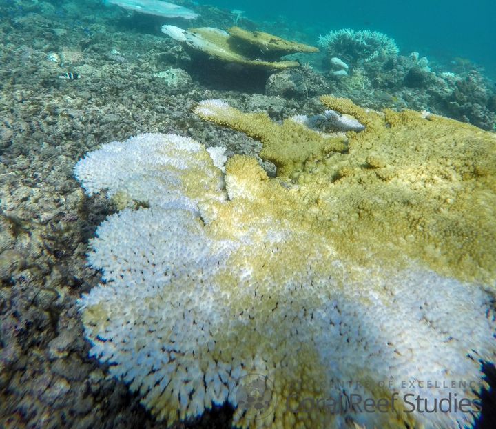 Scientists have called on the Australian government to tackle emissions in an effort to curb global warming and save the planet's reefs.