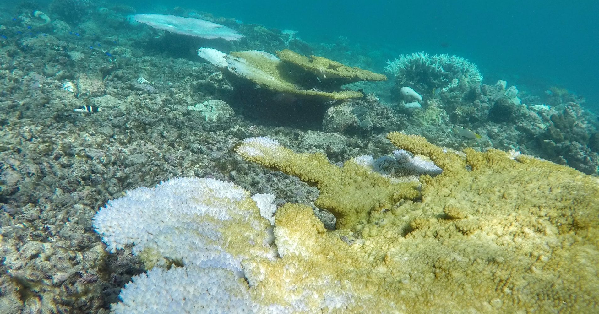 More Than A Third Of The Coral Is Dead In Parts Of The Great Barrier ...