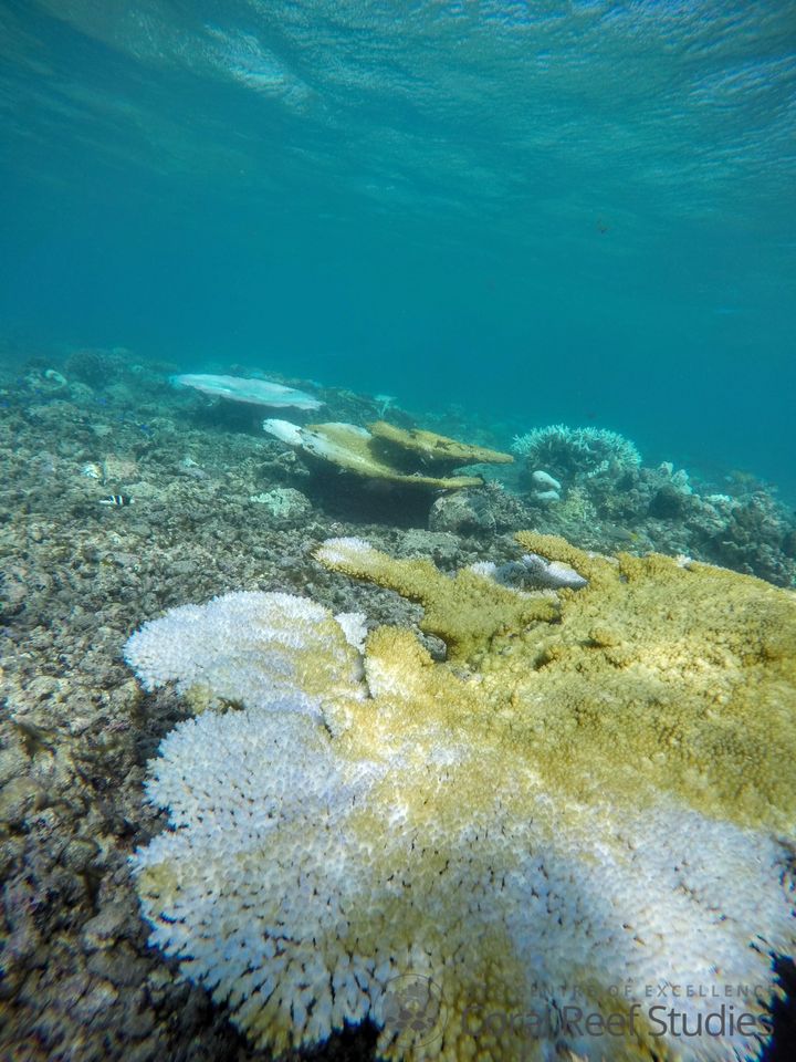 The Great Barrier Reef is experiencing the worst coral bleaching event in recorded history.