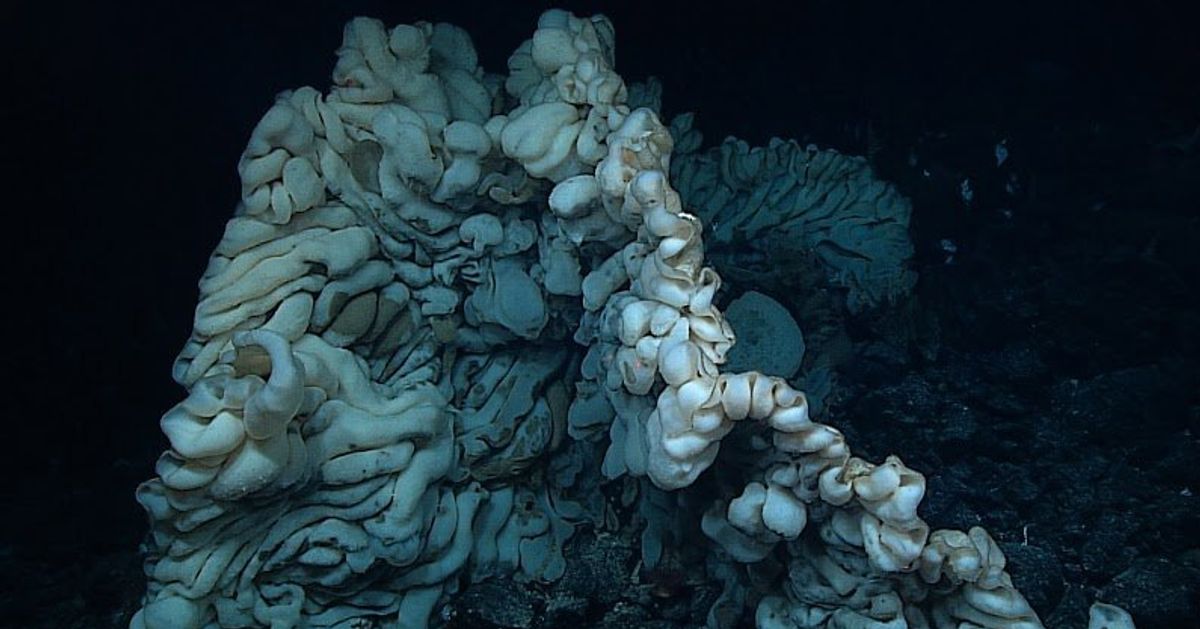 A sea sponge the size of a minivan could be one of the world's oldest  living animals - The Washington Post