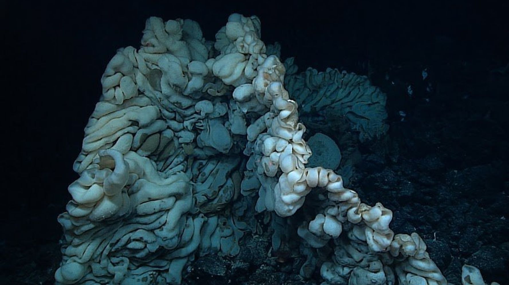 17 Fascinating Facts About Sea Sponges - Underwater360