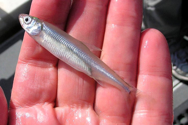 The California Delta Smelt has become a symbolic front in the battle over water in the drought-stricken state.