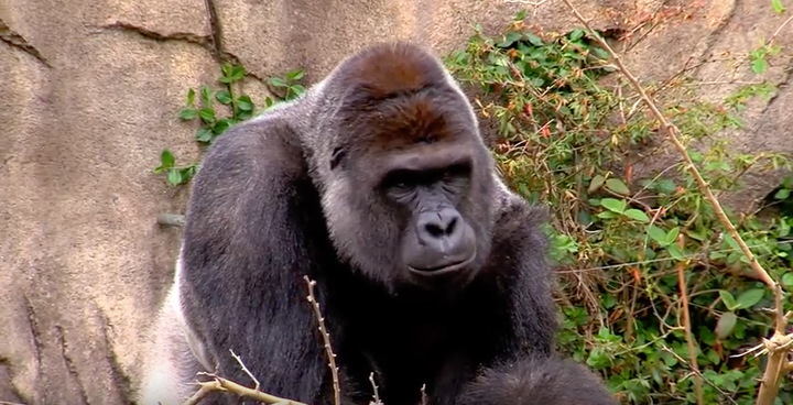 Harambe the gorilla was shot dead at the Cincinnati Zoo on Saturday after grabbing and dragging a 4-year-old boy.