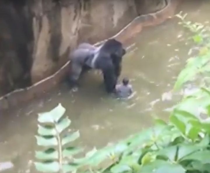 <strong>400lb gorilla, Harambe, was shot dead by zoo officials after a child fell into his enclosure at Cincinnati Zoo.</strong>