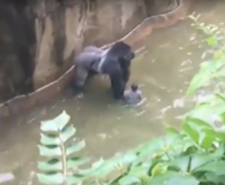 400lb gorilla, Harambe, was shot dead by zoo officials after a child fell into his enclosure at Cincinnati Zoo.